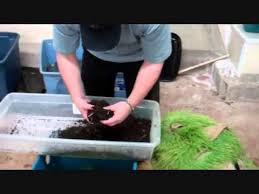 Natures Little Recyclers worms