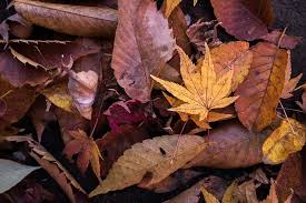 Dried leaves