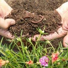 Vermicompost