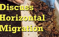 Worm bin horizontal migration