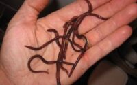 Make Your Red Wigglers Multiply Quickly