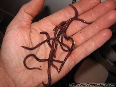 Make Your Red Wigglers Multiply Quickly